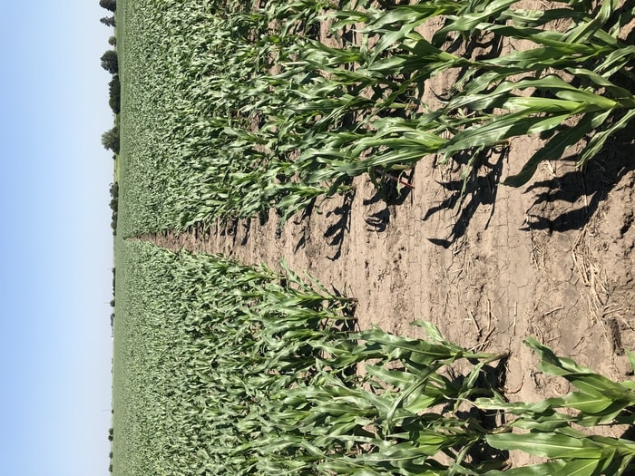 corn_yield_1