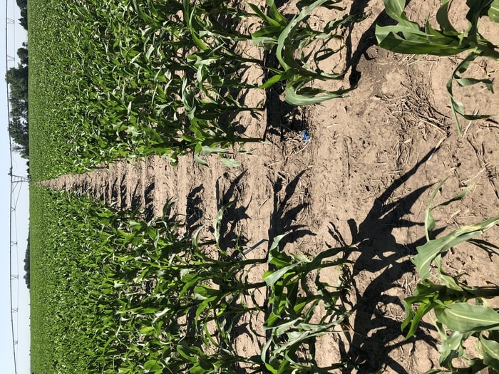 corn_yield_3